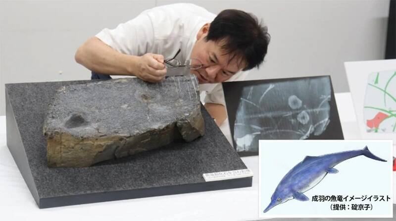 岡山理科大學教授加藤隆文近距離檢視意外發現魚龍遺骸的化石岩石;右下為魚龍復原圖。(圖:日本岡山理科大學) 岡山理科大學教授加藤隆文近距離檢視意外發現魚龍遺骸的化石岩石;右下為魚龍復原圖。(圖:日本岡山理科大學)