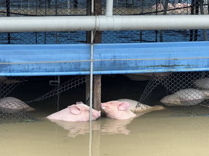 嘉義縣大豪雨 數千豬隻淹死損失慘重