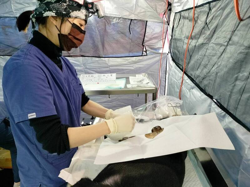 新北犬貓絕育補助已1883隻受惠 申請至9月底、偏鄉可組團申請
