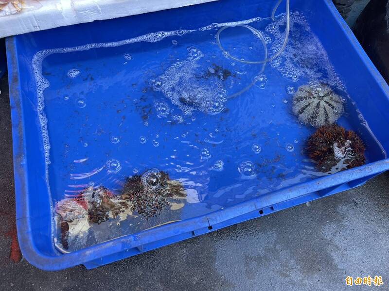 澎湖區漁會澄清未生產販售「黃金海膽醬」 依法追究相關責任
