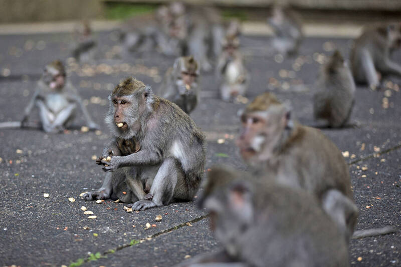 峇里島猴子搞「黑幫經濟」 搶劫手機、錢包「勒索食物」