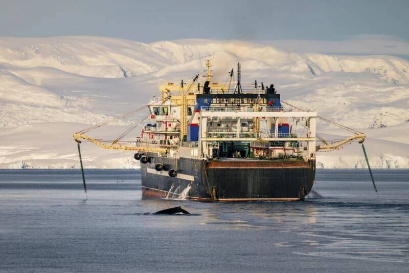 南極洲磷蝦捕獲量創新高 恐導致捕撈季提前結束