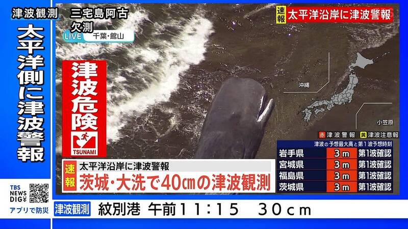 千葉縣館山市驚見至少4頭鯨魚擱淺。（圖擷自X）