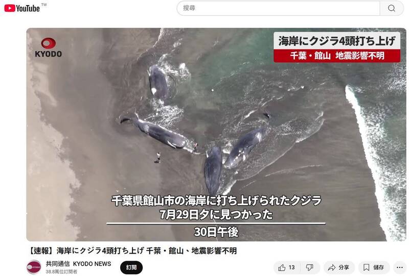 災難前兆？俄8.8強震日本驚見抹香鯨「成群擱淺」 - 國際- 自由時報電子報