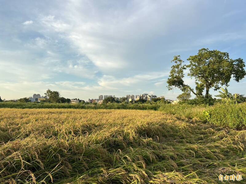 獨家》竹市出現汞稻疑被「蓋牌」 面積近2千坪需銷毀8000公斤稻穀