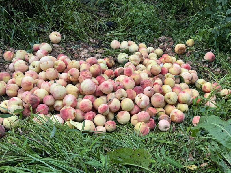 大雨造成梨山地區農友種植的水蜜桃嚴重落果,損失慘重。(民眾提供) 大雨造成梨山地區農友種植的水蜜桃嚴重落果,損失慘重。(民眾提供)