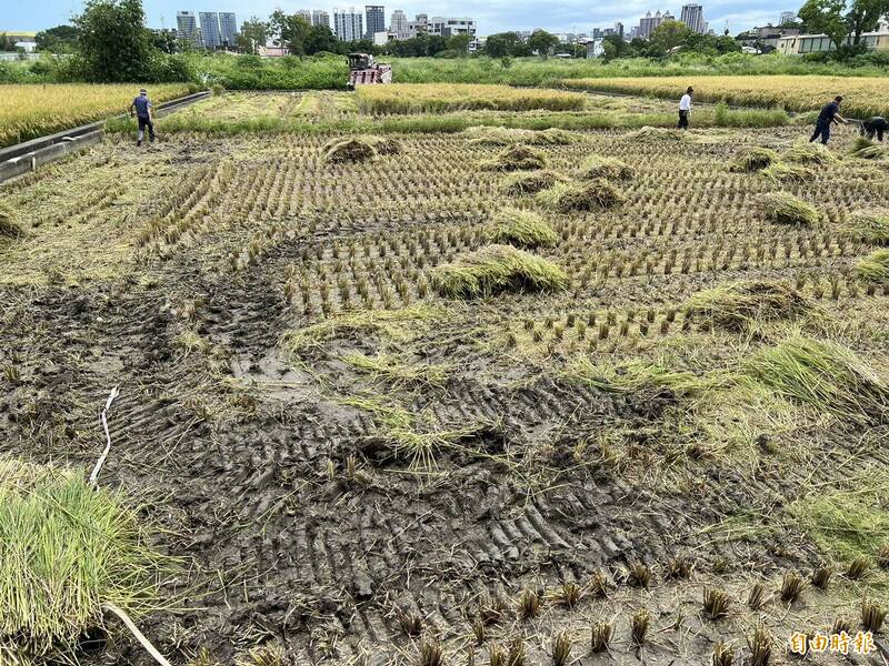 新竹市驚爆汞稻穀污染，環保局與產發處已收割剷除稻穀，將受污染的稻穀送焚化爐銷毀，並續追查污染源。（記者洪美秀攝）