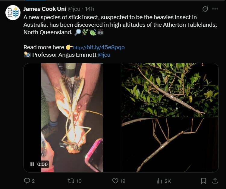 澳洲昆士蘭山區發現的超大竹節蟲。(取自詹姆士庫克大學X
https://x.com/jcu/status/1950694773037437038) 澳洲昆士蘭山區發現的超大竹節蟲。(取自詹姆士庫克大學X
https://x.com/jcu/status/1950694773037437038)