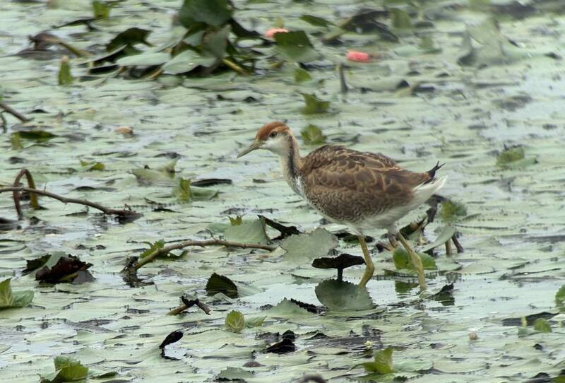 水雉幼鳥。（官田水雉園區提供）