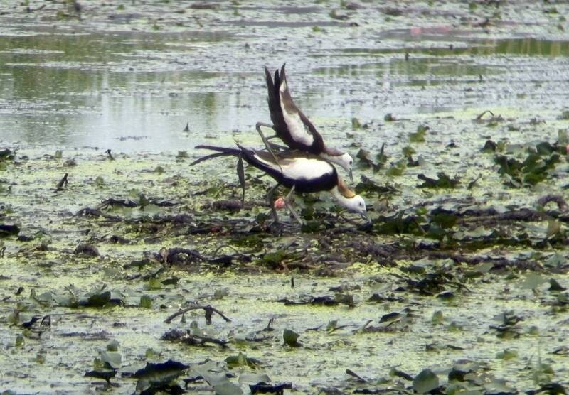 台南官田區仍是水雉最大的棲地。（官田水雉園區提供）