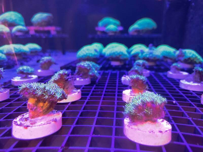 國立海洋科技博物館今天(1日)於潮境智能海洋館推出《碳索海洋-平衡與永續》特展;圖為特展呈現珊瑚復育不同成長階段的成果,展現繽紛的海洋生命力。(圖為海洋科技博物館提供) 國立海洋科技博物館今天(1日)於潮境智能海洋館推出《碳索海洋-平衡與永續》特展;圖為特展呈現珊瑚復育不同成長階段的成果,展現繽紛的海洋生命力。(圖為海洋科技博物館提供)