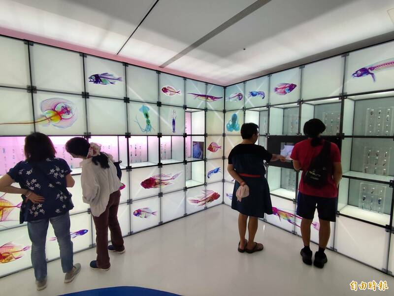 國立海洋科技博物館今天(1日)於潮境智能海洋館推出《碳索海洋-平衡與永續》特展;圖為特展展示透明骨骼染色標本,讓遊客了解常見科研標本製作過程。(記者俞肇福攝) 國立海洋科技博物館今天(1日)於潮境智能海洋館推出《碳索海洋-平衡與永續》特展;圖為特展展示透明骨骼染色標本,讓遊客了解常見科研標本製作過程。(記者俞肇福攝)