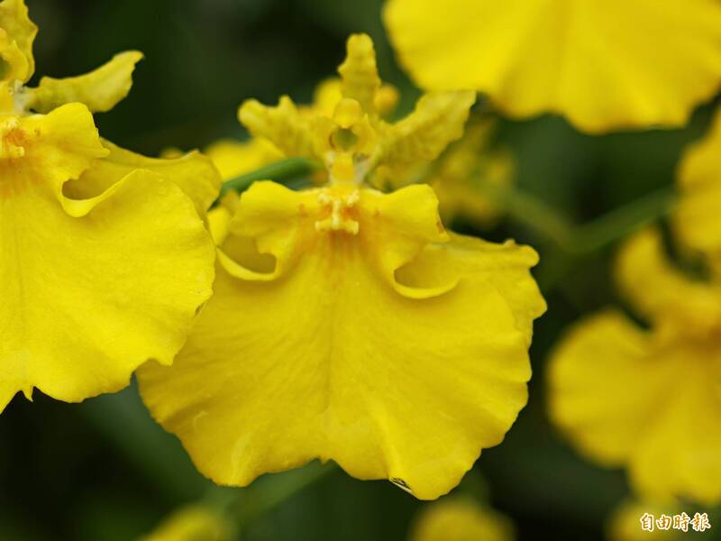日本盂蘭盆節將至！文心蘭產地卻逢超大豪雨 重挫5成產量