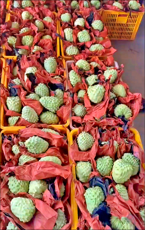 成批中國自產釋迦，曾前往勘查的農民表示，外型略小於台產，口感略差，但有可能不久就成為威脅。（民眾提供）