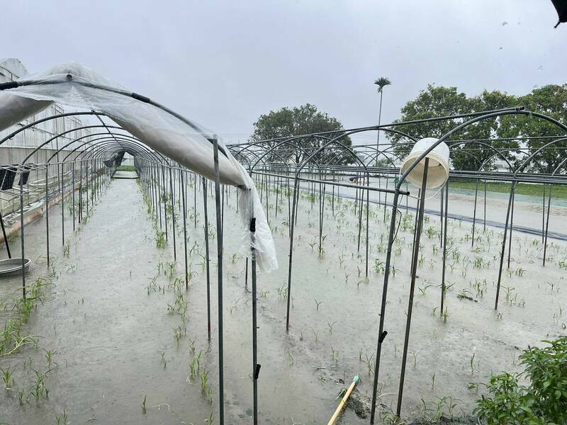 西南氣流帶來的豪雨，導致中南部農損嚴重。（資料照，農業部提供）