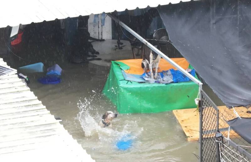 南部豪雨成災,連狗園也大淹水。(台灣動物緊急救援小組提供) 南部豪雨成災,連狗園也大淹水。(台灣動物緊急救援小組提供)