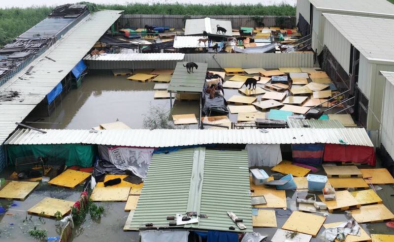 南部豪雨成災,連狗園也大淹水。(台灣動物緊急救援小組提供) 南部豪雨成災,連狗園也大淹水。(台灣動物緊急救援小組提供)