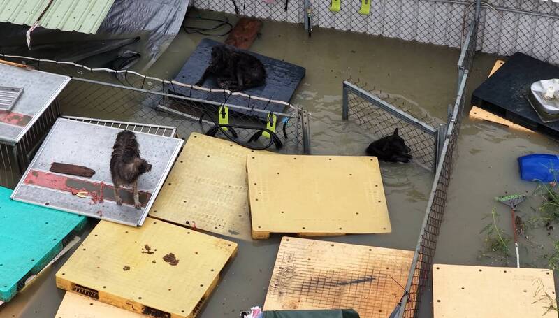 南部豪雨成災,連狗園也大淹水。(台灣動物緊急救援小組提供) 南部豪雨成災,連狗園也大淹水。(台灣動物緊急救援小組提供)
