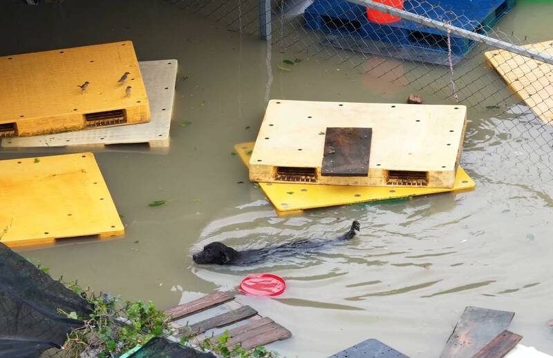 南部豪雨成災,連狗園也大淹水。(台灣動物緊急救援小組提供) 南部豪雨成災,連狗園也大淹水。(台灣動物緊急救援小組提供)