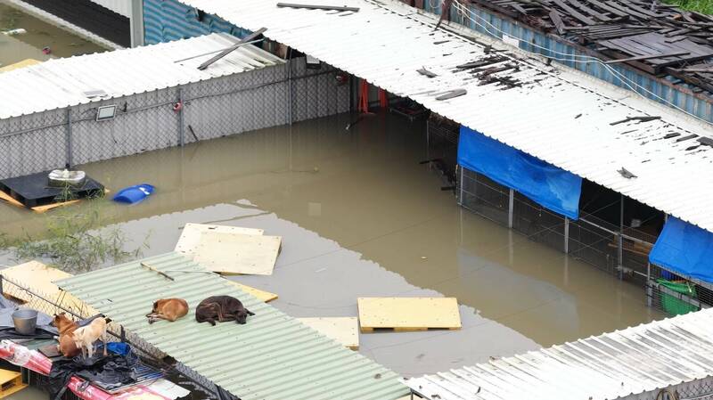 南部豪雨成災,連狗園也大淹水。(台灣動物緊急救援小組提供) 南部豪雨成災,連狗園也大淹水。(台灣動物緊急救援小組提供)