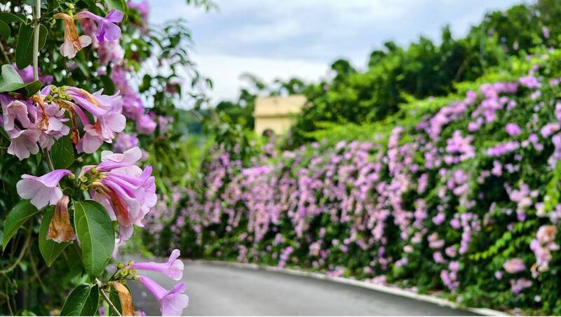 通霄楓樹里農路蒜香藤花夏季2度開花，賞花期限再吸睛。（張麥斯提供）