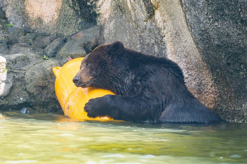 台北動物園棕熊「小喬」腫瘤疑復發 啟動安寧照護評估