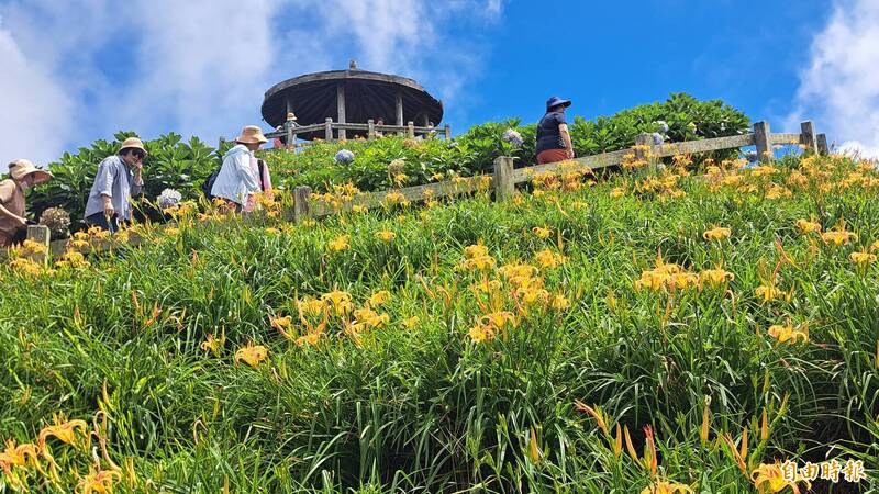 太麻里金針山雙乳峰的賞花遊客。（記者黃明堂攝）