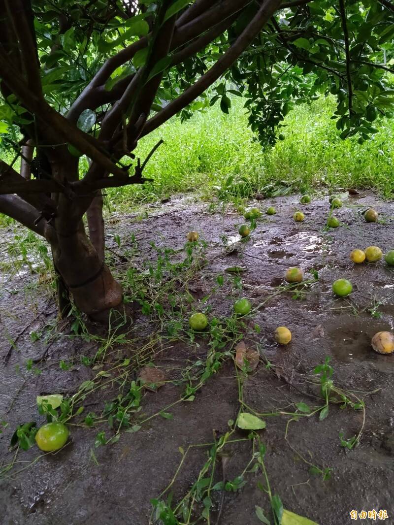 高雄「丹娜絲」、728豪雨農損近2億 這水果損失最大