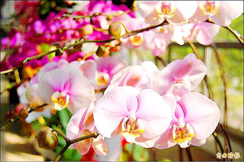 《TAIPEI TIMES》 Australia restarts moth orchid imports