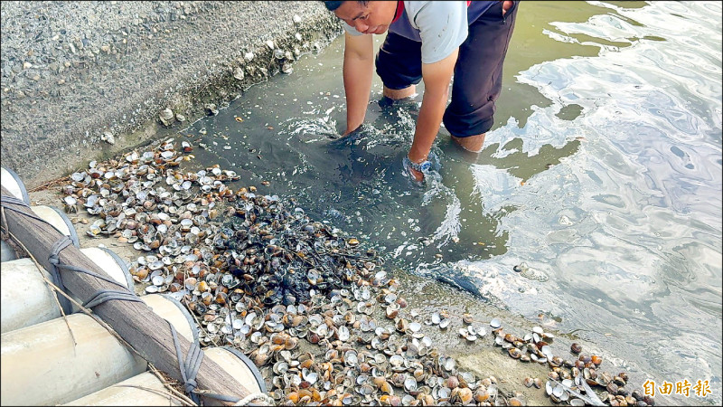 豪雨沖淡鹽度 口湖文蛤傳暴斃災情