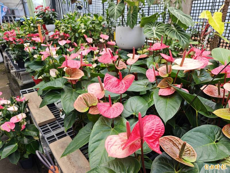 讓人「乎好」的花秋天盛開 火鶴盆栽正夯