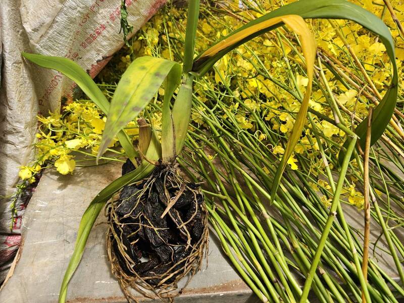 美國對台關稅 中市農業局：關注是否開放稻米、豬肉、雞肉進口