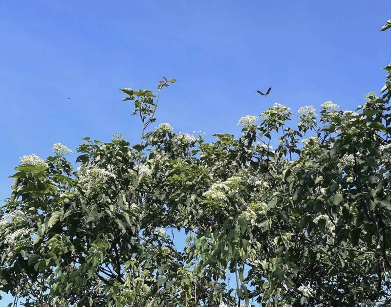 挺過丹娜絲 二度綻放的梅嶺油桐花再遇楊柳挑戰 - 生活 - 自由時報電子報