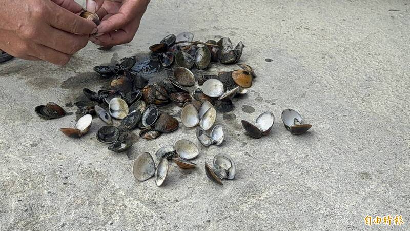 豪雨沖淡鹽度！雲林文蛤大量死亡 縣府三方會勘爭取現金救助