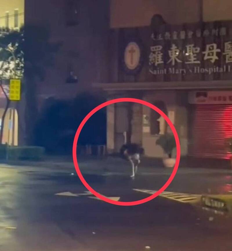颱風夜期間，一隻鴕鳥經過羅東聖母醫院閒逛時被拍到，網友笑稱，「牠要去掛急診」。（圖擷取自臉書社團「宜蘭爆料公社」）