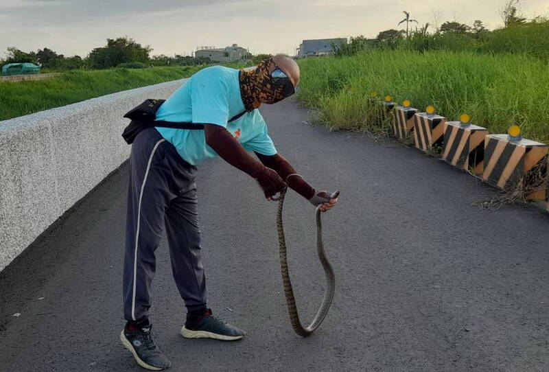 安南區再現巨蛇  里長同一地已捕獲5尾