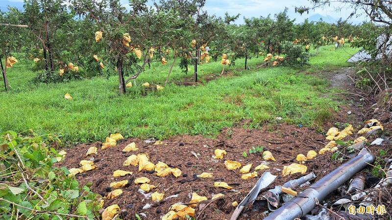楊柳颱風導致全台農損超過3億元，主要受損作物為釋迦。（資料照）