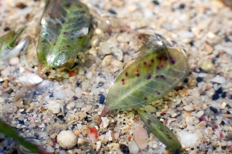 澎湖海草復育再添台灣新紀錄種 小喜鹽草異軍突起