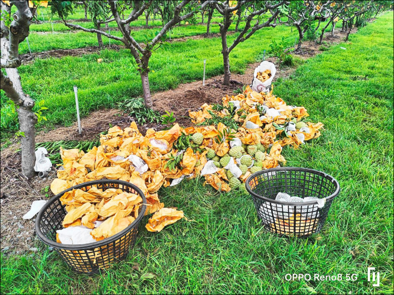 台東釋迦連著套袋落果。（民眾提供）