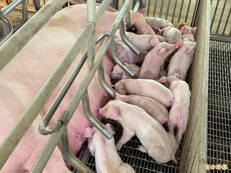 [討論] 億元產值的養豬業被毀了