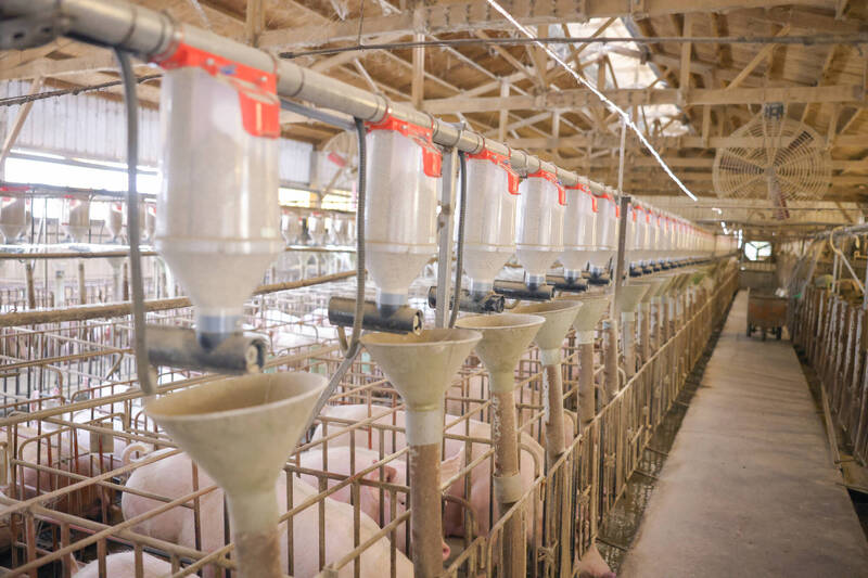 陳聖瑋研發的母豬智能餵飼系統。（陳聖瑋提供）