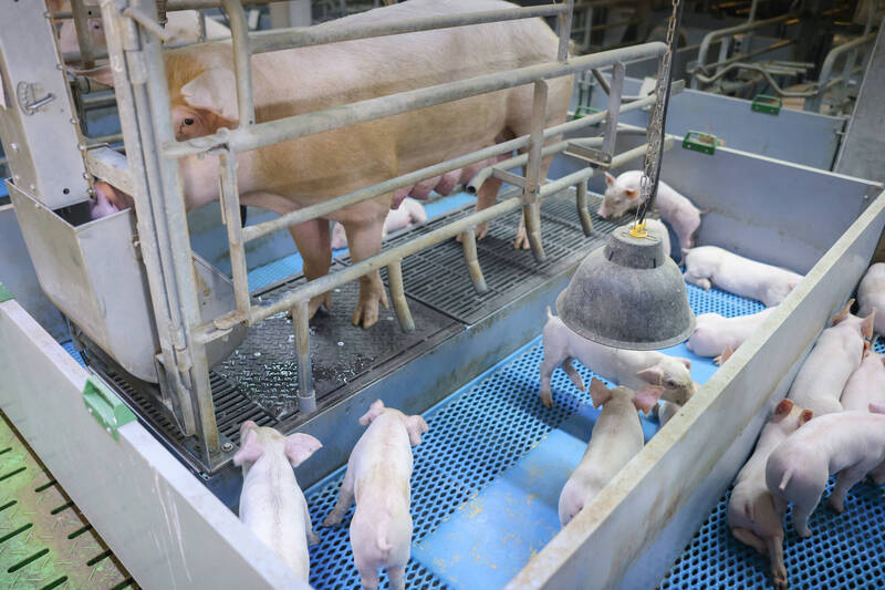 陳聖瑋以科技養殖，讓母豬和小豬獲得最好的照顧。（陳聖瑋提供）