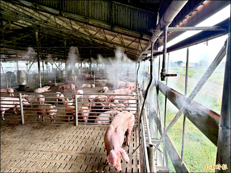 台灣豬拚外銷 產量不足成隱憂／農業部：確保國內糧食安全下 採政策性出口