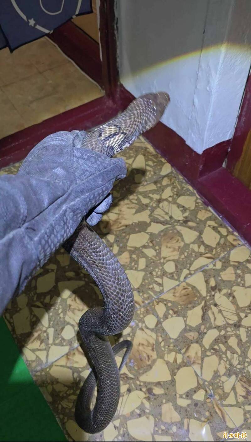 高雄今年捕獲1369隻蛇！眼鏡蛇排第二 這區抓最多