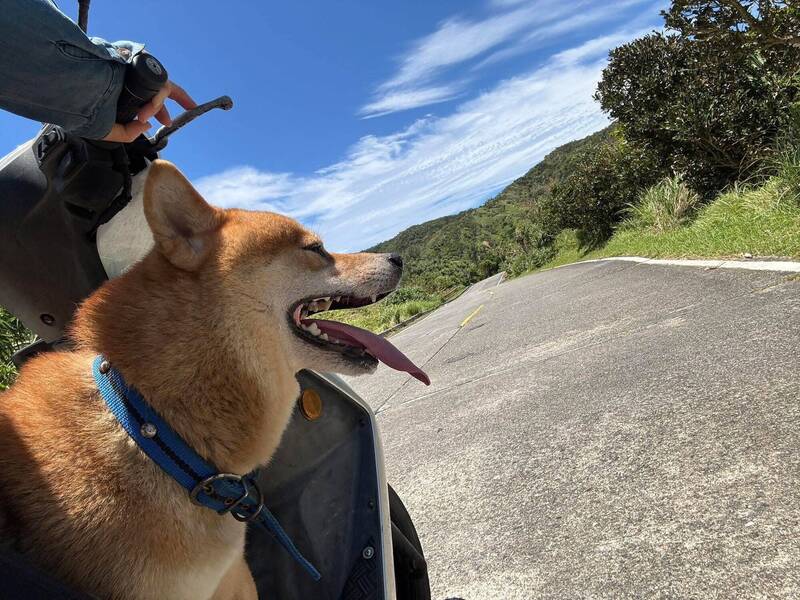 知名度大到可以選鄉長 綠島攔路柴當人類是移動Uber