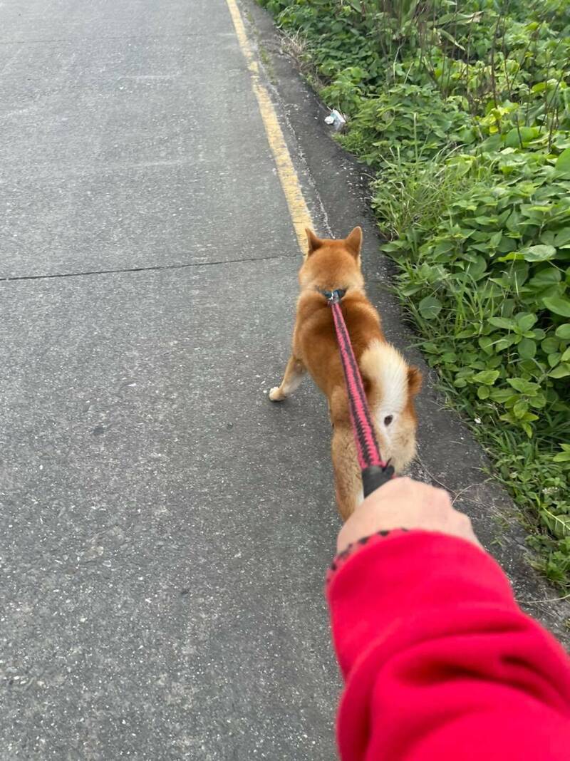 自行解鎖技能 綠島寵物搭車環島、搭船一日遊