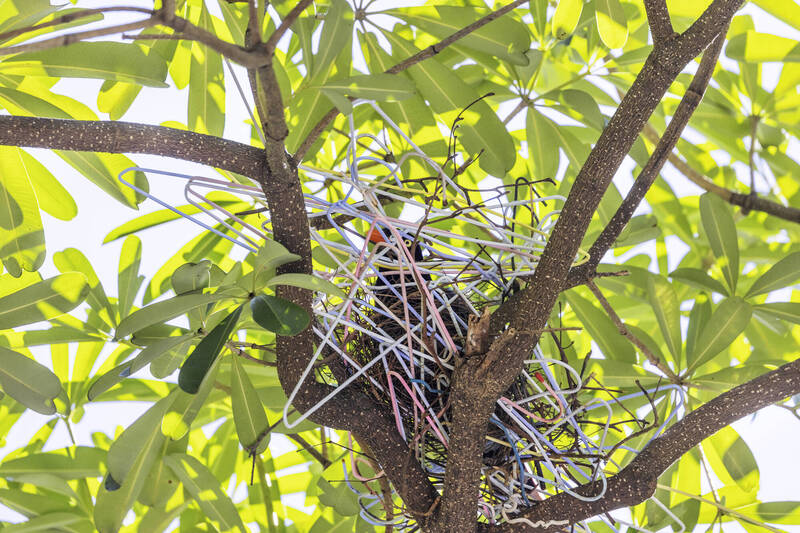 藍鵲偷附近住戶的衣架築巢，形成有趣畫面。（圖由拍鳥俱樂部張姓鳥友提供）
