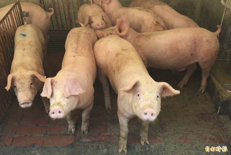西非馬利共和國又爆非洲豬瘟 攜入疫區豬肉製品「首次就罰20萬」