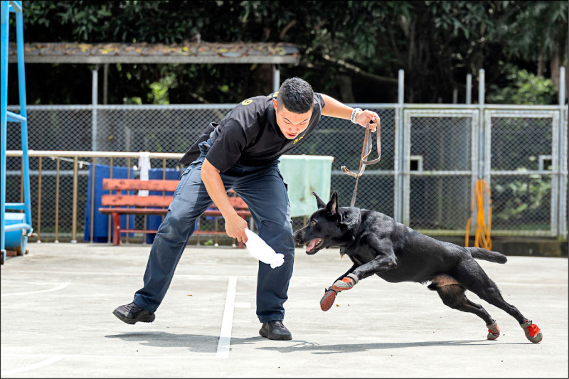 揭密護國神犬養成 「K9」反恐偵爆 犬力出擊