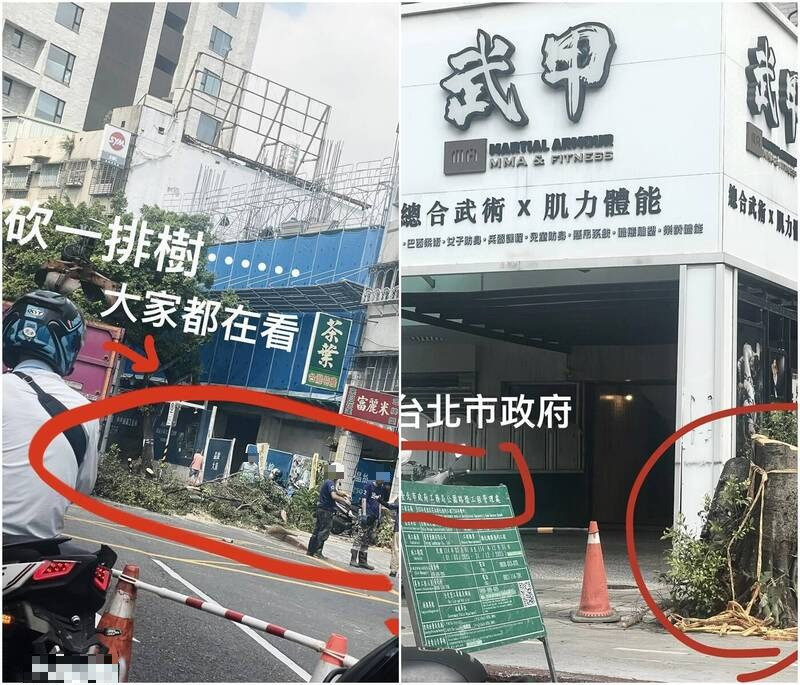 大直美麗華路樹被砍？  網怒：失去數十年無法追回的「公共資產」